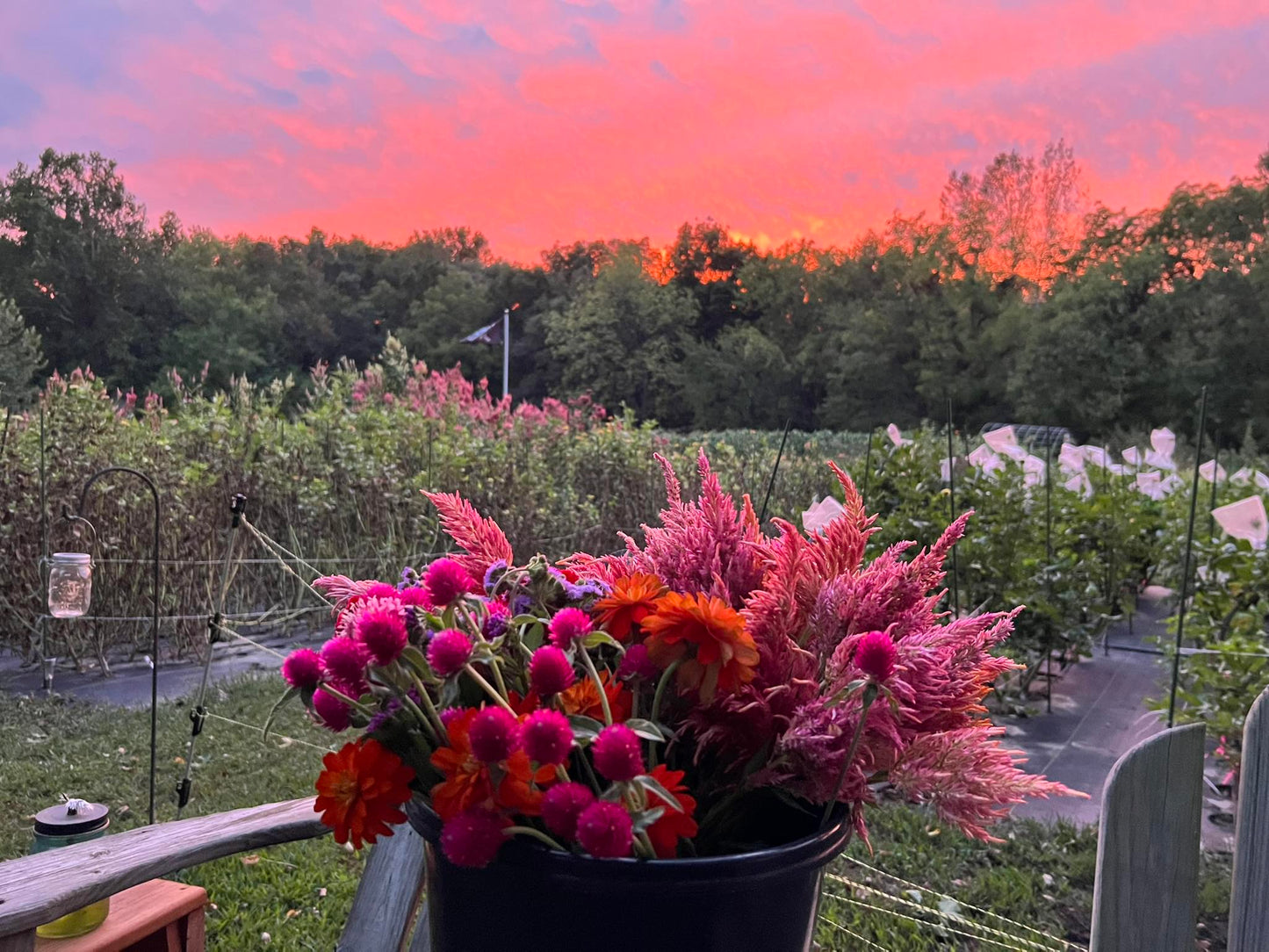 Party Buckets - Bulk Flowers (Message me if interested)
