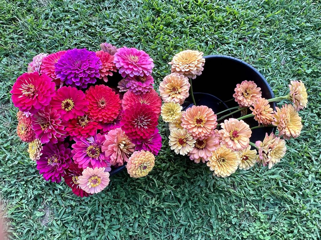 Party Buckets - Bulk Flowers (Message me if interested)