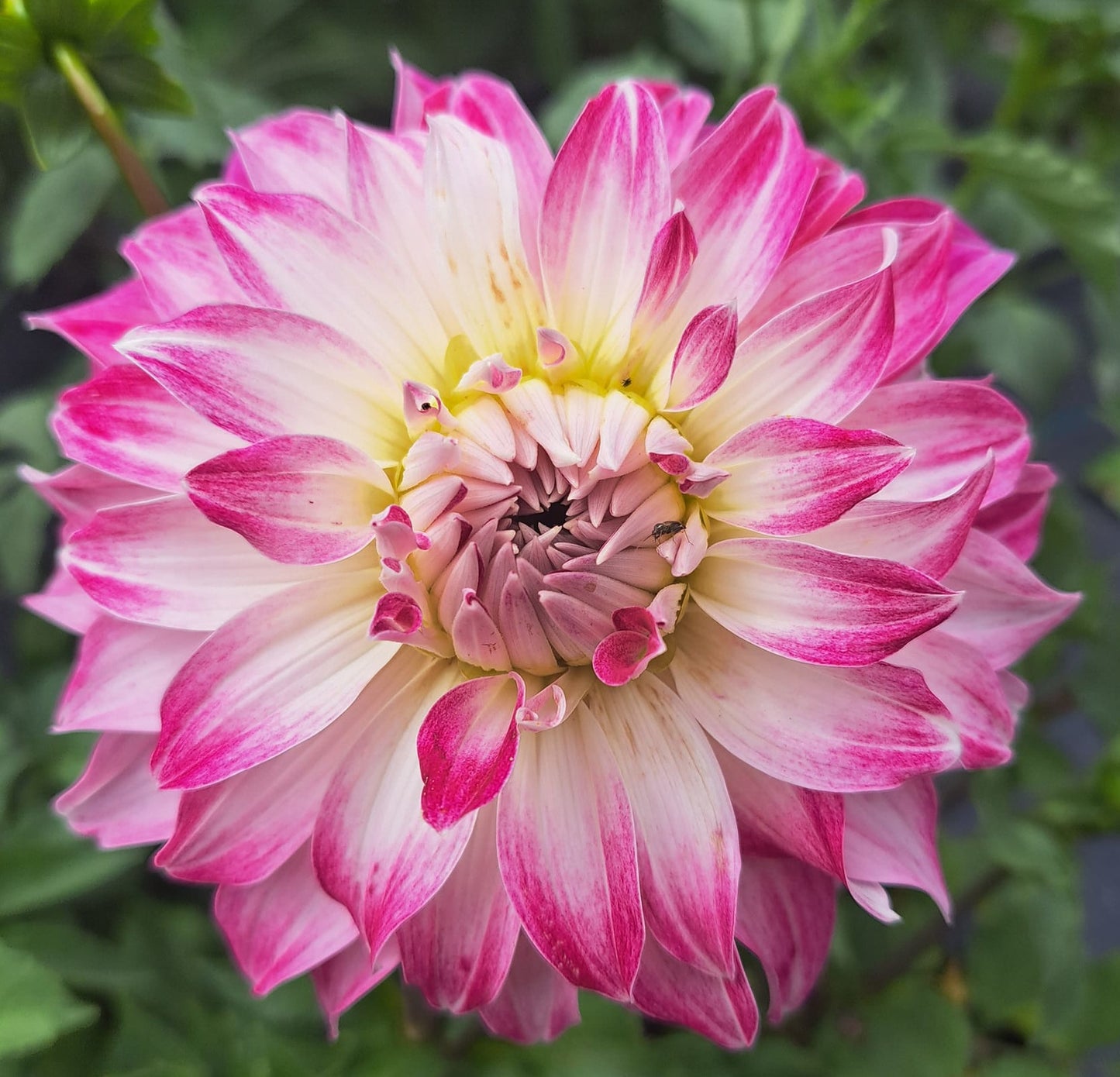 Pink Petticoat