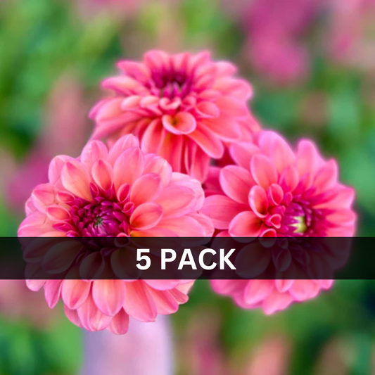 5 - Ice Tea Value Pack (5 tubers)