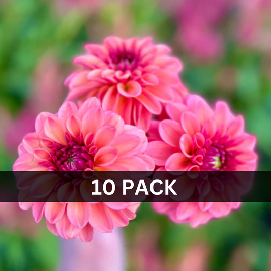 10 - Ice Tea Value Pack (10 tubers)