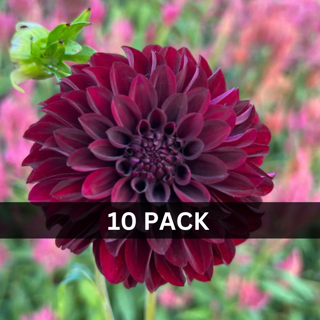 10 - Black Satin Value Pack (10 tubers)