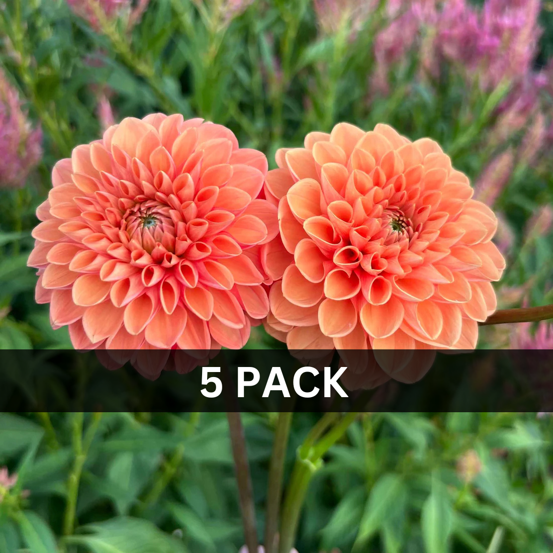 5 - Maarn Value Pack (5 tubers)