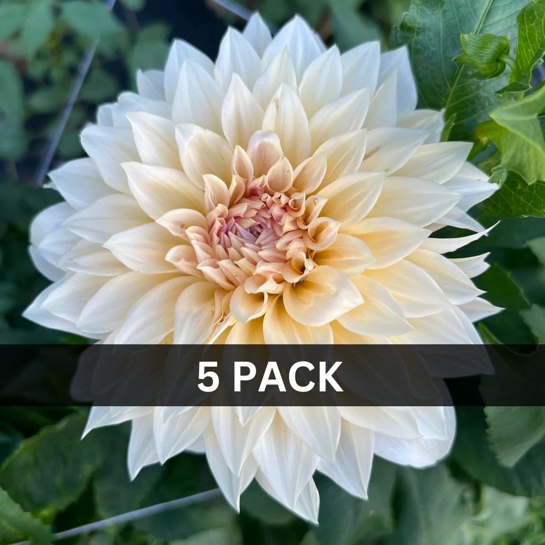 5 - Cafe au Lait Value Pack (5 tubers)