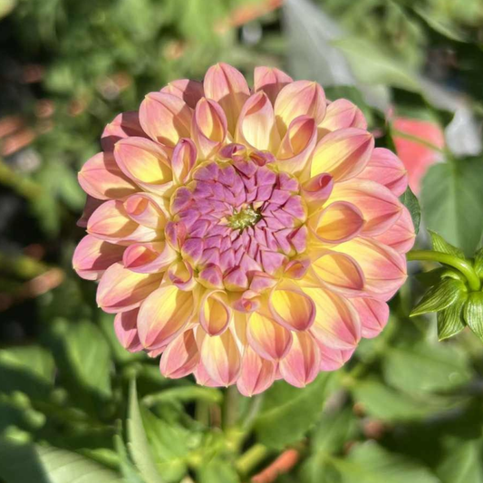 Coseytown Baby Cakes