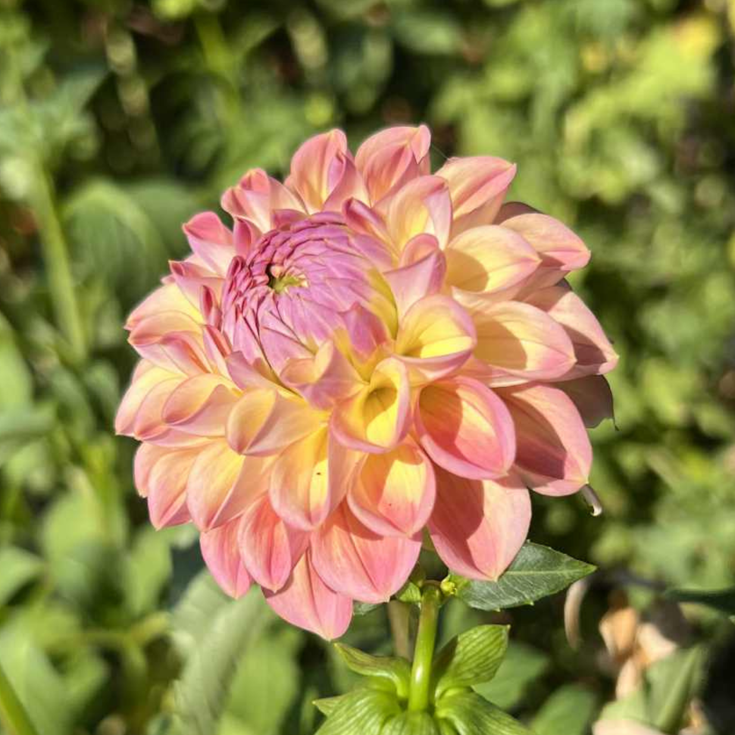 Coseytown Baby Cakes