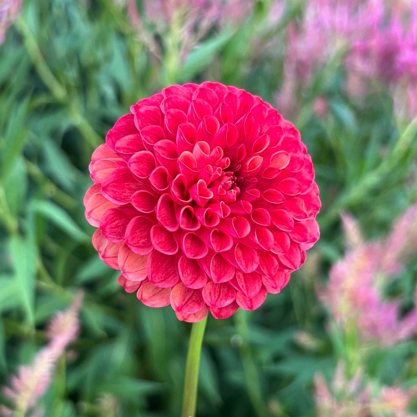 Valley Rust Bucket