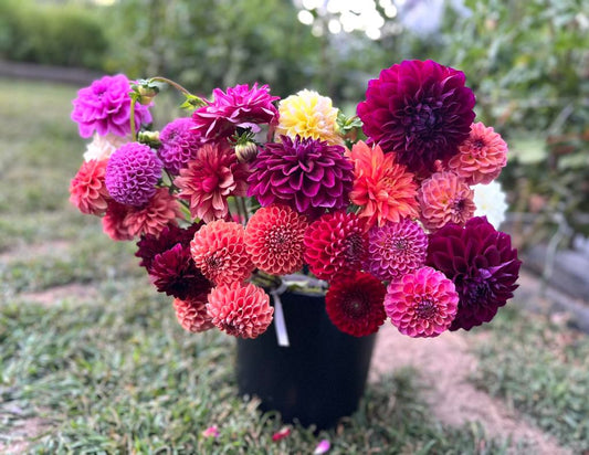 Party Buckets - Bulk Flowers (Message me if interested)